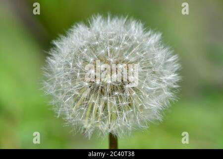 A wild dandelion head turning to seed and getting ready to disperse in rural Alberta Canada. Stock Photo