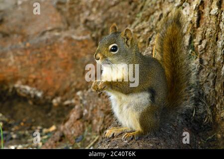 A wild red squirrel "Tamiasciurus hudsonicus", sitting in the warming sunlight on a spruce tree root in rural Alberta Canada. Stock Photo