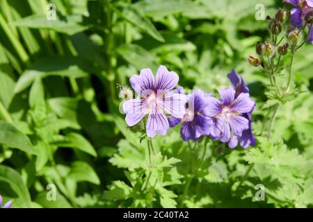 Hardy geranium (Geranim bohemicum) Cranesbill. Stock Photo