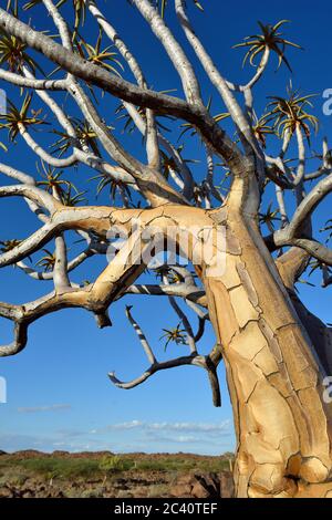 Magical Quiver Tree Forest outside of Keetmanshoop, Namibia at sunset. Warm evening light Stock Photo