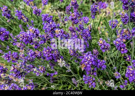 Close up Bushes of lavender purple aromatic flowers at lavender field. Close-up of lavender flower on a summer day in the garden Stock Photo