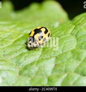 Black and yellow adult of the UK native 14 spot ladybird,  Propylea quattuordecimpunctata Stock Photo
