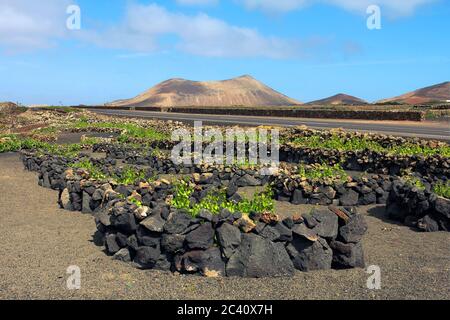 Typical vineyards on Lanzarote Island, Canaries Arhipelago, Spain. The volcanic soil and strong winds are not appropiate for many agricultural culture Stock Photo