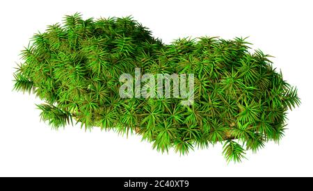 3D rendering of a green hummock moss isolated on white background Stock Photo