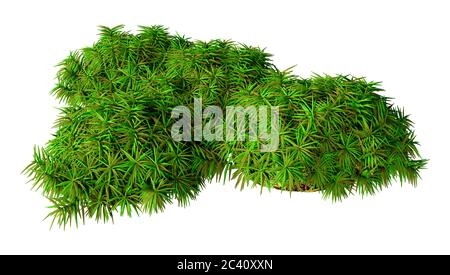 3D rendering of a green hummock moss isolated on white background Stock Photo