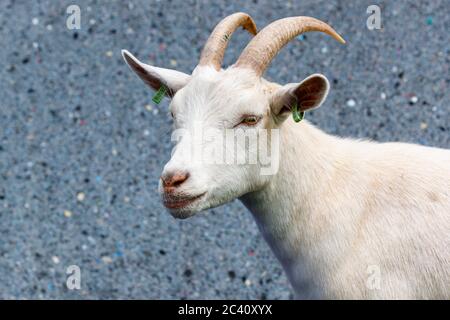 Female (nanny) West African Pygmy Goat, Capra hircus, at Birdworld, near Farnham on the Hampshire / Surrey border Stock Photo