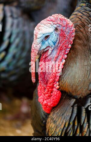 Close-up view of the colourful head of a bronze turkey (Meleagris gallopava) on a farm in Birdworld, Hampshire, southern England