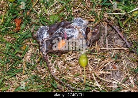 Dead body of a Wood mouse (Apodemus sylvaticus) Sussex,UK Stock Photo
