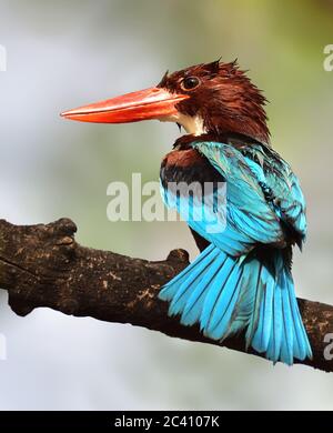 The white-throated kingfisher also known as the white-breasted kingfisher is a tree kingfisher, widely distributed in Asia. Stock Photo