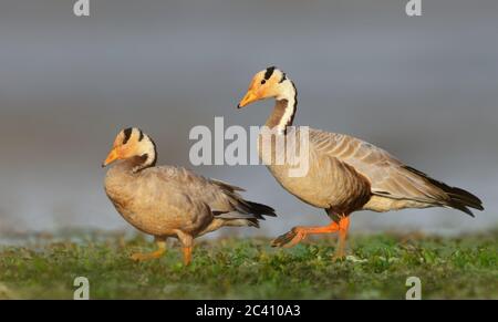 The bar-headed goose is a goose that breeds in Central Asia in colonies of thousands near mountain lakes and winters in South Asia, as far south as pe
