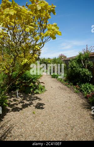 Cigar tree (Catalpa speciosa) Stock Photo