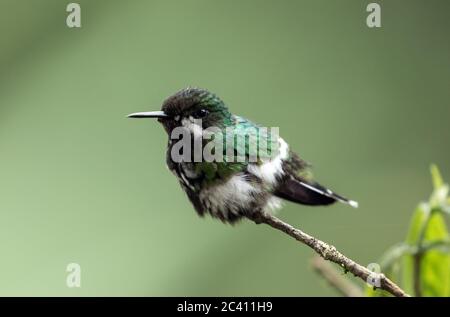 Closeup of Green Thorntail hummingbird (Discosura conversii) perching on a branch in North Western Ecuador. Stock Photo