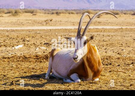 Scimitar-horned oryx, in the Yotvata Hai-Bar Nature Reserve, the Arava desert, southern Israel Stock Photo