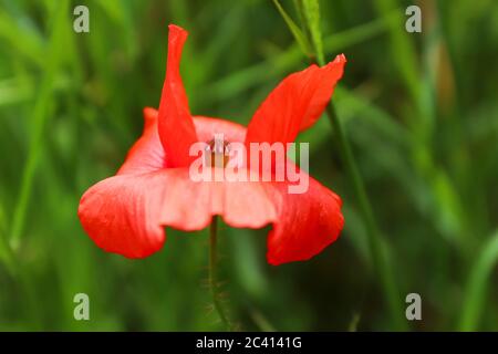 Red petals of corn poppy in wind - detail Stock Photo