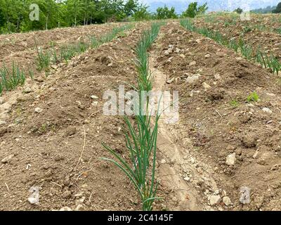 Close-up of rows of sown onions plants growing in the clay soil of a horticulturist. Field with green onions Stock Photo