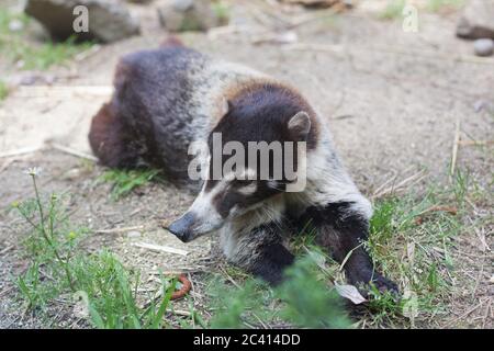 A white-nosed coati, at Wildlife Images Rehabilitation and Education Center in Grants Pass, Oregon, USA.