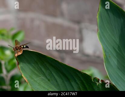 Close Up View of Hornet Wasp Standing on Large Green Leaf During Day time Stock Photo