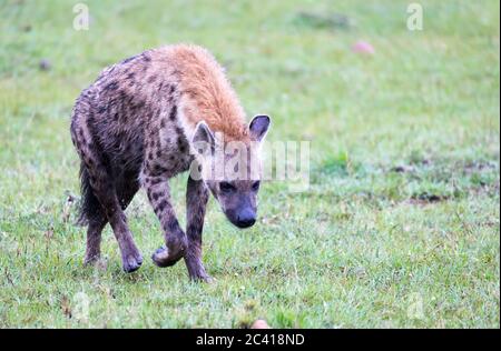 One hyena walks in the savanna in search of food Stock Photo