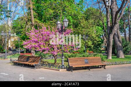 Odessa, Ukraine 28.04.2020. Spring flowering trees in the city garden of Odessa, Ukraine, on a sunny April morning Stock Photo