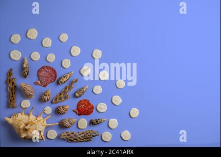 Ocean inspired flat lay composed of sea shells and star fish on blue Stock Photo
