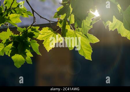 Morning rays on the green leaves of a plane tree. Beautiful background with natural leaves of a tree. Copy space. Selective focus. Stock Photo