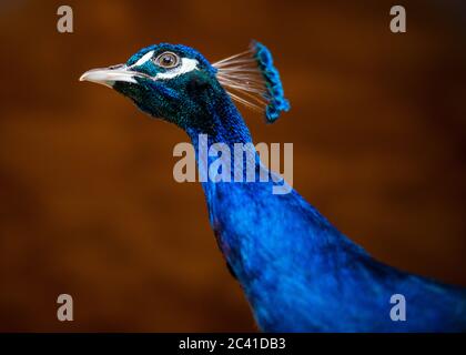 male peacock close-up Stock Photo