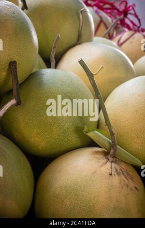 The pomelo, pummelo, or in scientific terms Citrus maxima or Citrus grandis is a citrus fruit natives to Malaysia Stock Photo