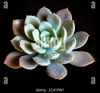 Freshness leaves of Echeveria Orion in tiny light on black background, high contrast Stock Photo