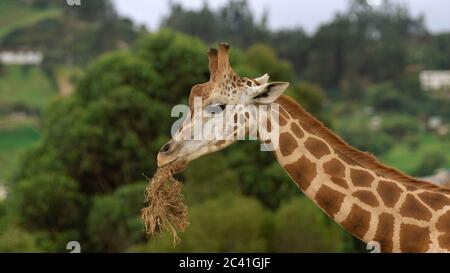View of the neck and head of a giraffe eating on a green forest background out of focus. Scientific name: Giraffa camelopardalis Stock Photo