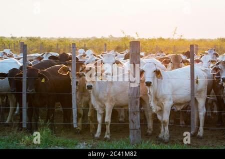 Brahman cattle behind fence, waiting in the sunset (wide shot) Stock Photo