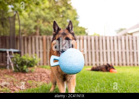 German Shepherd Dog Healthy purebred dog photographed outdoors in the backyard late in the evening Stock Photo