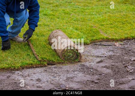 Hands in gardening laying green grass sod rolls installing on the lawn Stock Photo