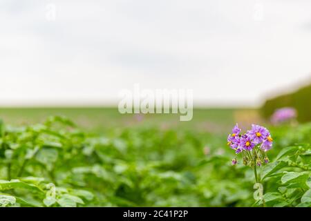 Small twig with purple potato blossoms in an agricultural field with a blurred background, green field on a cloudy day Stock Photo