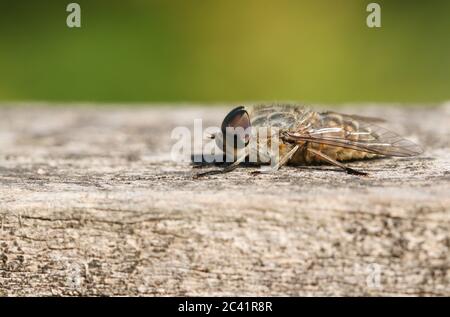 A Narrow-winged Horsefly, Tabanus maculicornis, perching on a wooden fence. Stock Photo