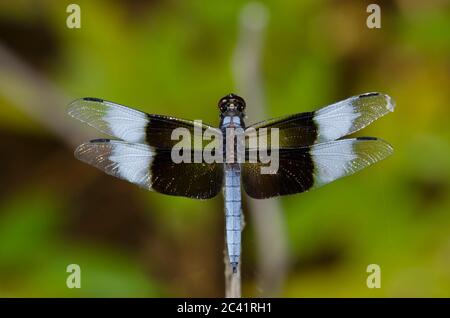 Widow Skimmer, Libellula luctuosa, male Stock Photo