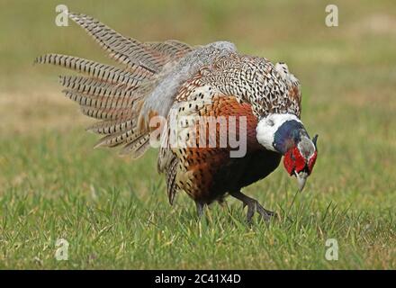 Common Pheasant (Phasianus colchicus) adult male displaying  Eccles-on-Sea, Norfolk, UK         May Stock Photo