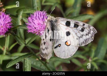 A red Apollo is sitting on a flower Stock Photo