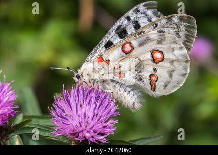 A red Apollo is sitting on a flower Stock Photo