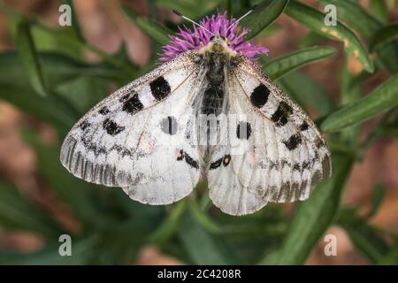 A red Apollo is sitting on a flower Stock Photo