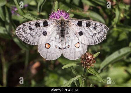 A red Apollo is sitting on a flower Stock Photo