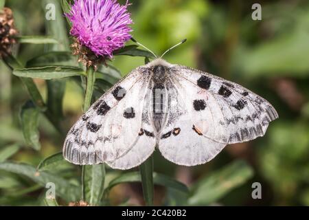 A red Apollo is sitting on a flower Stock Photo