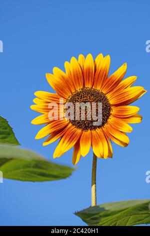 Blooming sunflower against a blue sky Stock Photo