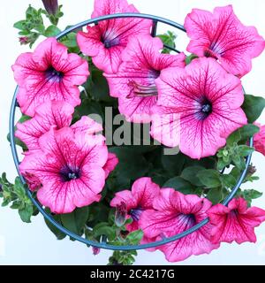 Pink petunia flowers isolated on white background. Stock Photo