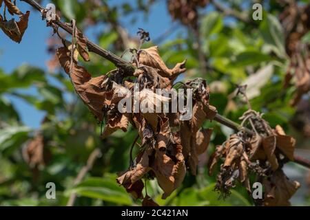 Apple tree seen on the allotment with fire blight, a bacterial disease affecting mainly apple and pear trees, with the tips of branches dying off. Stock Photo