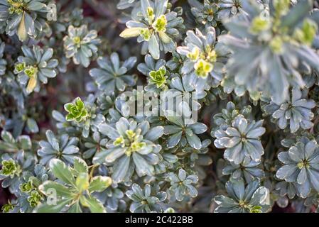 Japanese Mock Orange or Variegated Pittosporum over mulch beds Stock Photo