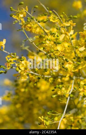 Yellow blooms of Blue Palo Verde, Parkinsonia Florida, Fabaceae, native tree in the periphery of Twentynine Palms, Southern Mojave Desert, Springtime. Stock Photo