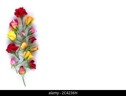 Creative layout made with colorful rose flowers composition on white background. Summer minimal concept with light and with hard shadows. Copy space Stock Photo