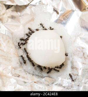 pest control, black carpenter ants feeding on a cotton ball with a solution of sugar and Borax also known as sodium borate which will kill them Stock Photo