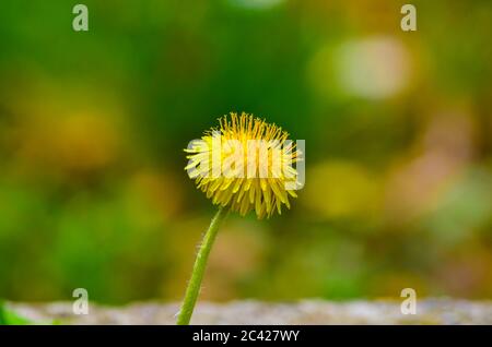 Yellow dandelion or Taraxacum officinale close up view against green natural bokeh background Stock Photo