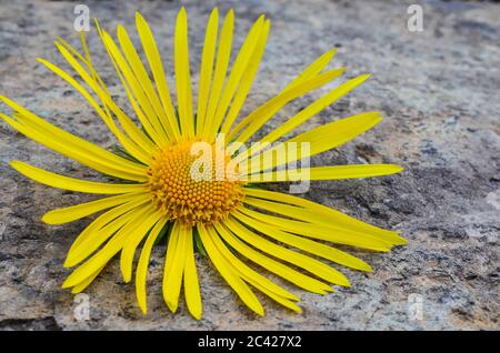 Yellow flower of forest Elecampane ( Inula helenium) or Horse-heal, or Marchalan on natural stone background, close up view Stock Photo